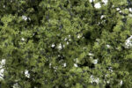 Shrubs & Saplings Light Green - Image 2