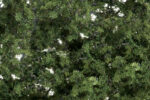 Shrubs & Saplings Medium Green - Image 2