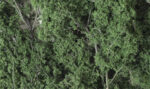 Fine-Leaf Foliage™ Dark Green - Image 2