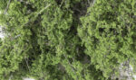 Fine-Leaf Foliage™ Medium Green - Image 2