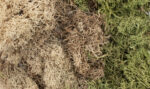 EZ Bushes™ - Winter Mix - Image 2