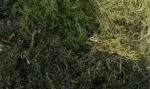 EZ Bushes™ - Summer Mix - Image 2