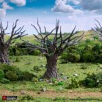 Oak Trees - Image 4