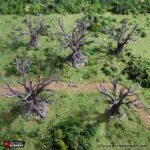Oak Trees - Image 5