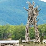 Treant